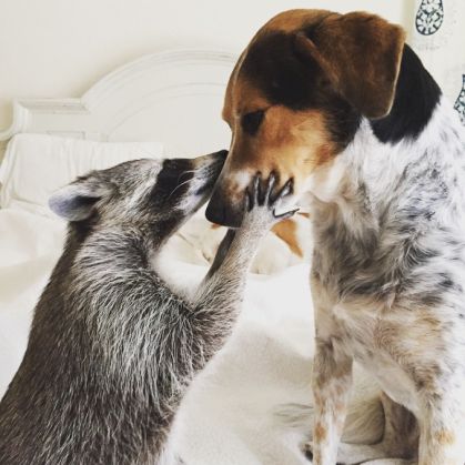 Un raton orfan crede că este câine, după ce a fost adoptat! Vezi galeria foto! 1 pumpkinraccoon1_195434.jpg