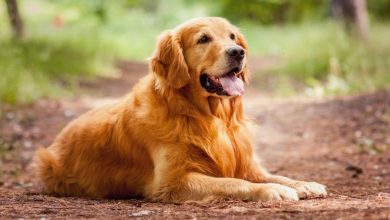 resting-golden-retriever.jpg