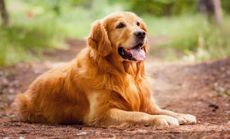 Dosar penal pentru furtul unui căţel 1 resting-golden-retriever.jpg