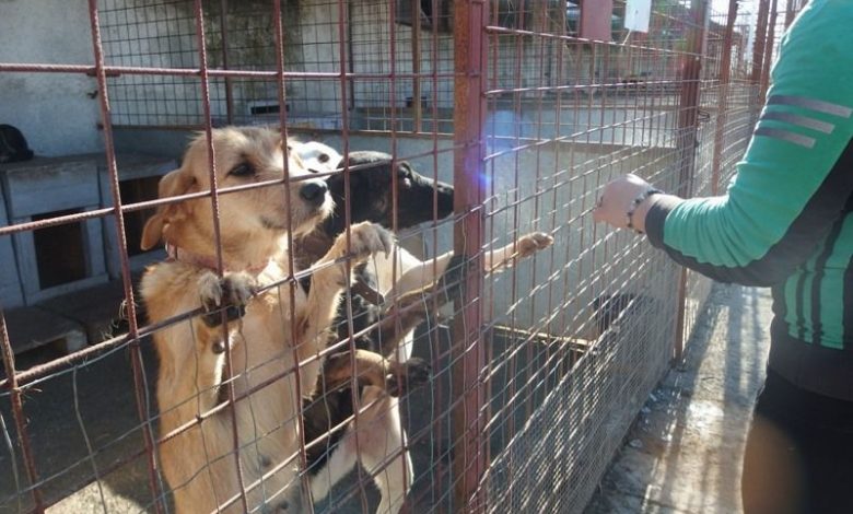 BRAŞOV. Primăria sterilizează gratuit câinii din incintele firmelor 1 adapoststupinicainilapis3.jpg