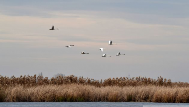 Balta de la Comana: islaz comunal în „Epoca de Aur”, acum a treia zonă umedă din România – Galerie Foto 2 balta de la comana (100)_199045.JPG