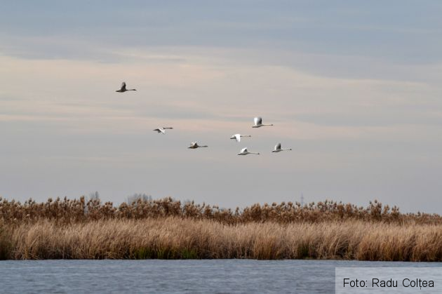 balta de la comana (100)_199045.JPG