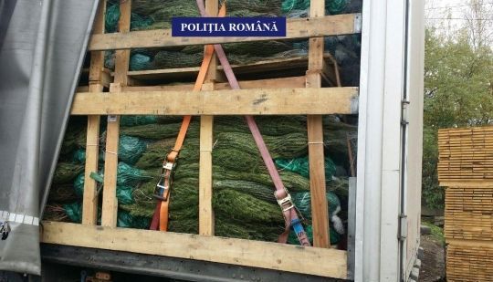Pomi de Crăciun, confiscaţi de poliţişti 1 brazi.jpg