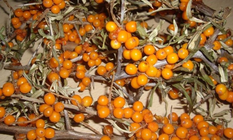 FRUCTUL MINUNE. Cătina, bomba cu vitamine 1 catina.jpg