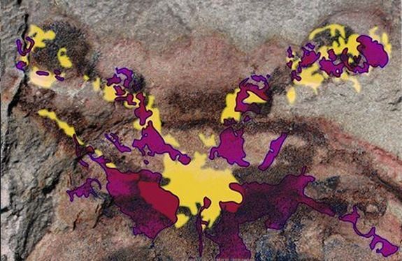 S-au găsit creiere fosilizate, vechi de 520 de milioane de ani! 1 fossil-brains.jpeg