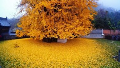 gingkogold6_199312.jpg