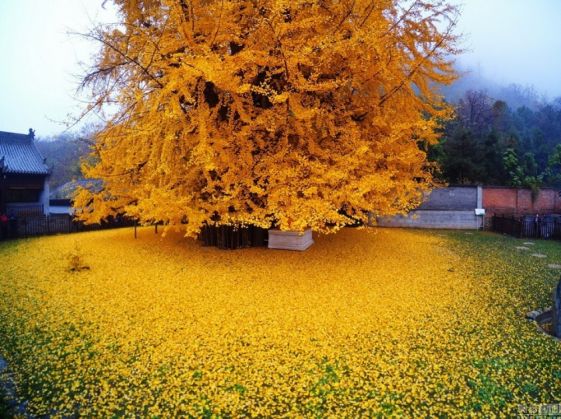 SPECTACULOS. Uite cum arată copacul cu „frunze de aur“, bătrân de 1.400 de ani 1 gingkogold6_199312.jpg