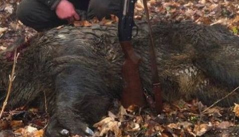 Au mâncat din carnea unui porc mistreţ care avea trichineloză 1 mistretimpuscat.jpg