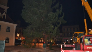 montare brad 2015 (11)_198644.JPG