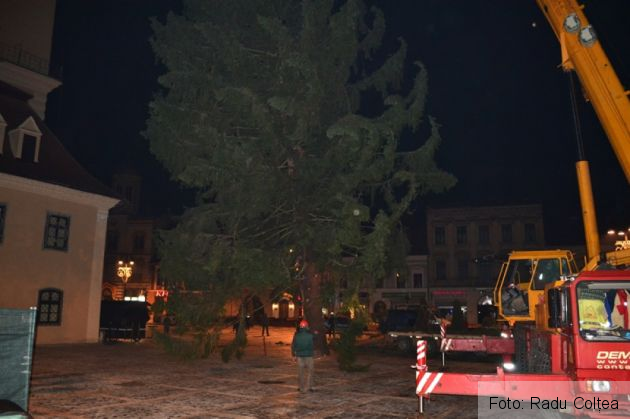 montare brad 2015 (11)_198644.JPG