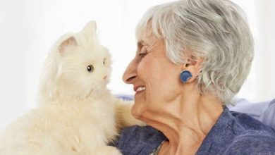 pisica robot 2_198974.jpg