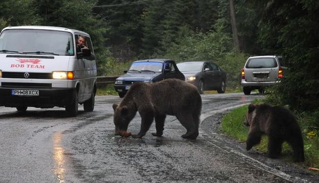 BRAȘOV. Nu avem autostrăzi, dar asta este și un avantaj! 1 ursi-sosea-lacul-vidraru.jpg