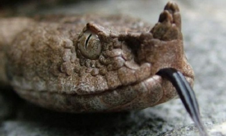 vipera.jpg