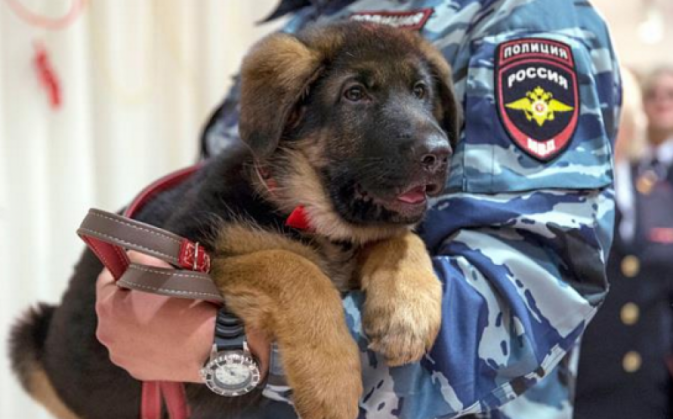 Kremlinul a dăruit Franței un pui de câine polițist 1 Dobrinia 2_200343.png