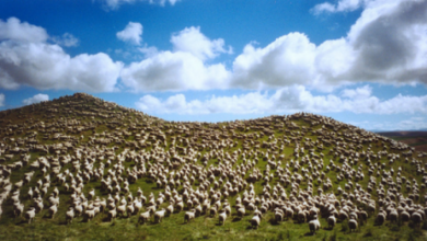 Sheep_200680.png