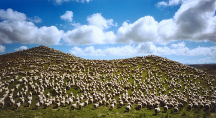 Sheep_200680.png
