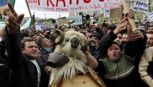 Ciobanii vor să reia protestele! 1 ciobani.png