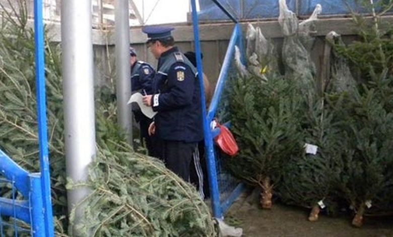 BRAȘOV. Peste 300 de pomi de Crăciun au fost confiscați de polițiști 1 controlbrazi.jpg