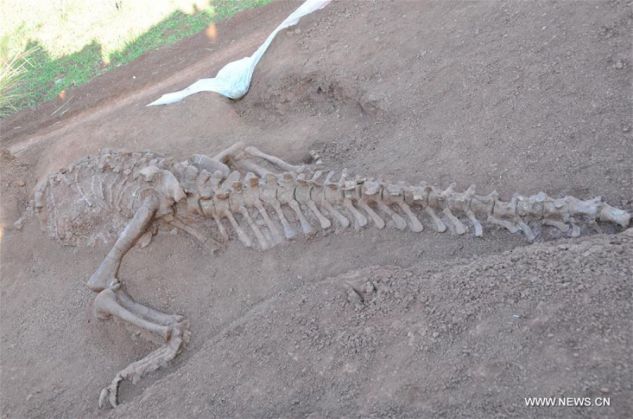 fosile1_200284.jpg
