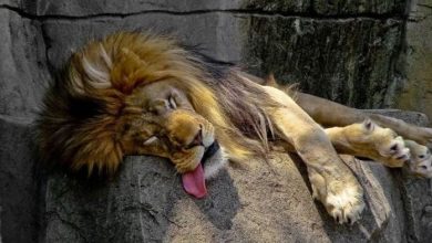 Judeţul cu cele mai mari datorii la bănci 7 funnyobosit.jpg