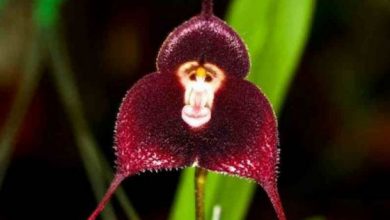 monkeyorchid1_201666.jpg