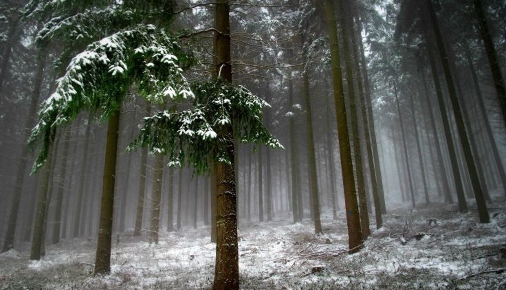 CODUL GALBEN de ninsori şi de ger se extinde 1 padure1.jpg