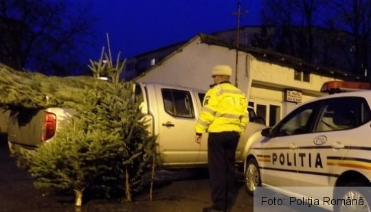 Amenzi de 920.000 de lei, într-o singură zi, în rândul comercianţilor de pomi de Crăciun! 1 pomicraciun_2.jpg