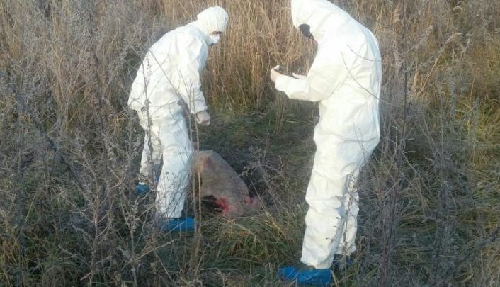 Porci MORŢI, aruncaţi pe un câmp 1 porci1.jpg