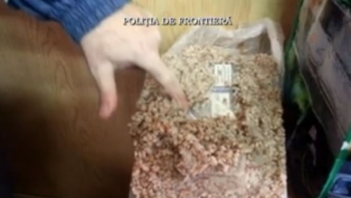 tigaricoliva_2.png