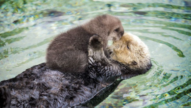 baby-otter-sleeps-mother-belly-monterey-bay-aquarium-21tyson