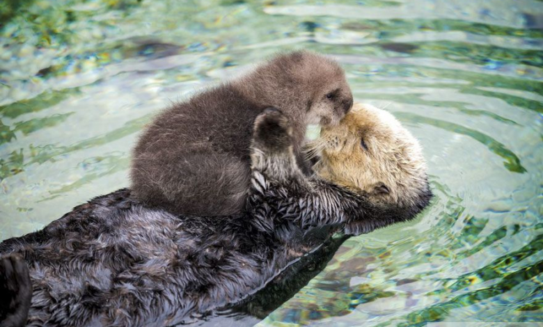 baby-otter-sleeps-mother-belly-monterey-bay-aquarium-21tyson