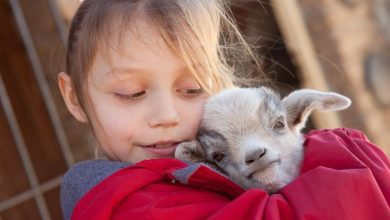 babygoat1.jpg