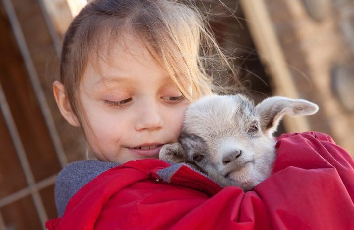 Se caută „doici“ pentru îngrijirea iezilor 1 babygoat1.jpg