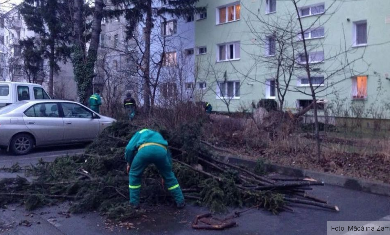 BRAŞOV. Un brad a fost doborât de vânt peste faţada unui bloc 1 brad_2.jpg