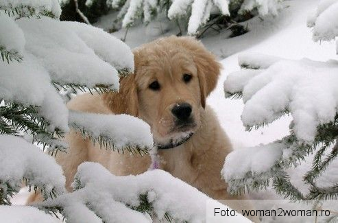 Recomandări pentru protejarea animalelor de ger 1 cainezapada.jpg