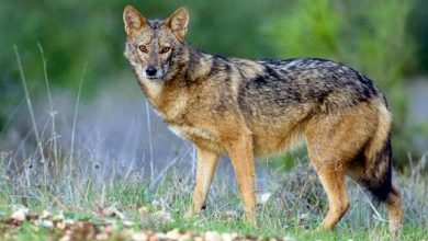 canis-aureus-sacalul-auriu.jpg