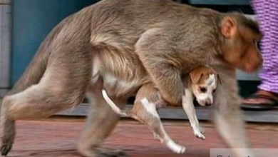 cateladoptat.jpg
