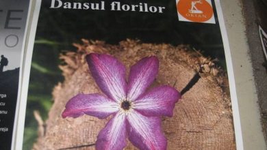 dansulflorilorexpo.jpg