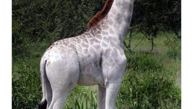girafa.jpg