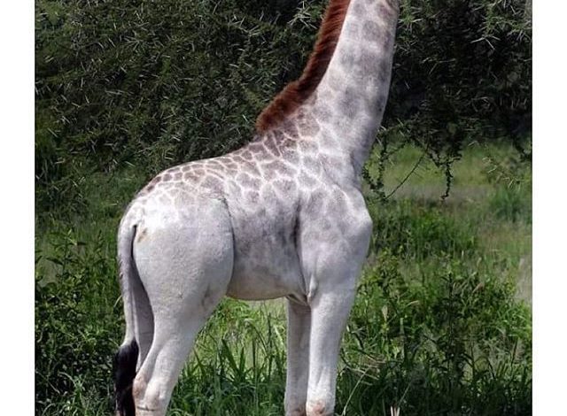 girafa.jpg