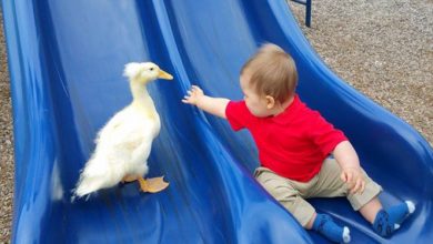 pet-duck-boy-best-friends-mr-t-and-bee-tyler-young-8_203358.