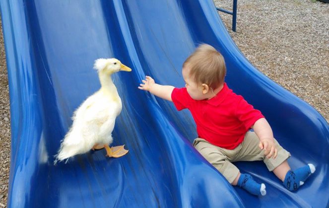 Un copil e prieten la cataramă cu o raţă! 1 pet-duck-boy-best-friends-mr-t-and-bee-tyler-young-8_203358.