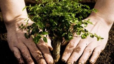 plantare-arbori.jpg