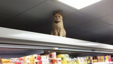supermarket-sainsburys-cat-olly-oliver-brockley-london-15_20