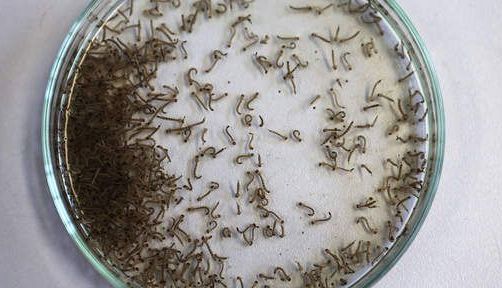 ALERTĂ. Bolnavi cu virusul ZIKA în Europa!!! 1 zika.jpg