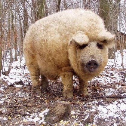 Uite cum arată porcul-oaie! 1 PigSheep2_205043.jpg