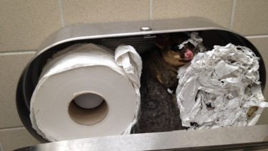 animal1_2.jpg