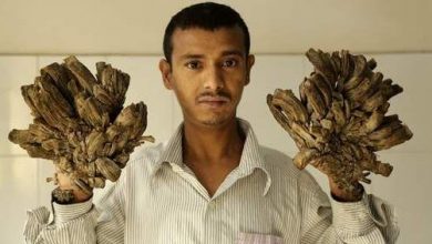 arbore.jpg