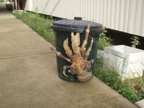 S-a pozat cu un crab uriaş, de cocotier 1 crab3_204583.jpg