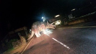 dino1.jpeg